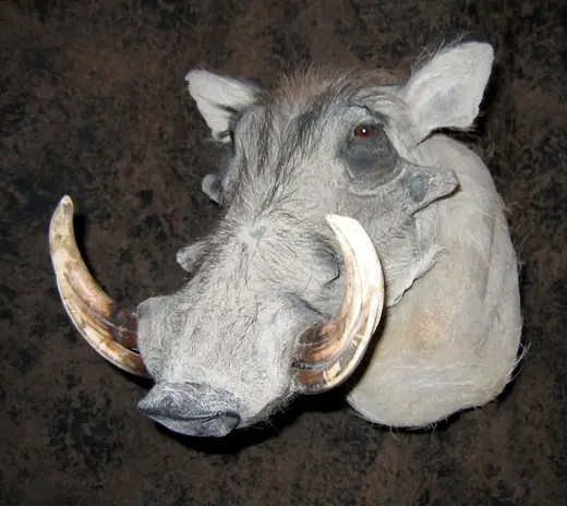 Africa Game Taxidermy — photograph from the Gunners Taxidermy gallery