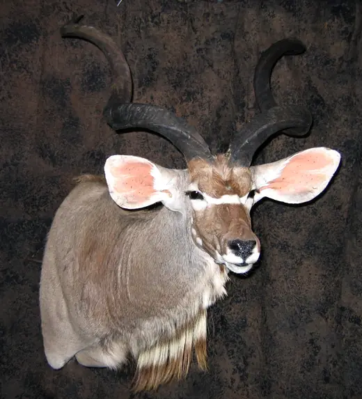 Africa Plains Game Hunts — photograph from the Gunners Taxidermy gallery