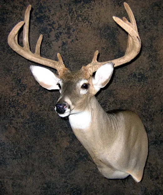 Whitetail Deer Taxidermy — photograph from the Gunners Taxidermy gallery