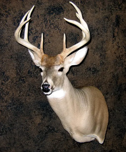 Whitetail Deer Taxidermy — photograph from the Gunners Taxidermy gallery