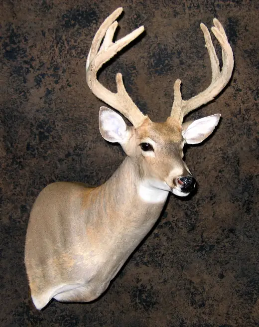 Whitetail Deer Taxidermy — photograph from the Gunners Taxidermy gallery