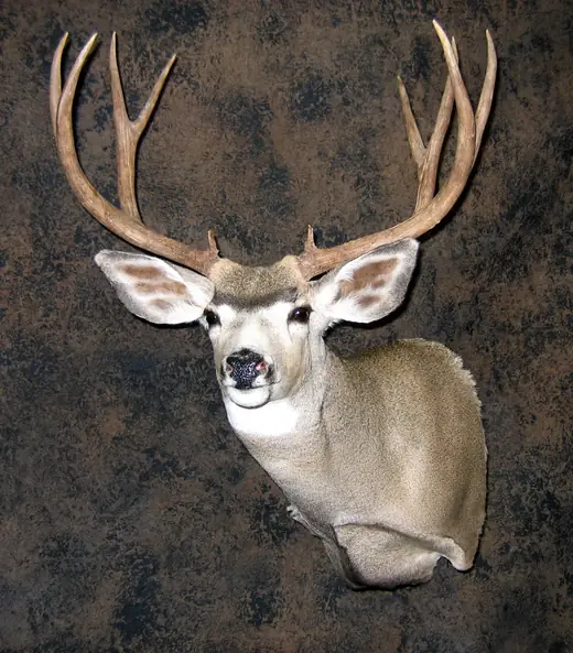 Gamehead Taxidermy — photograph from the Gunners Taxidermy gallery