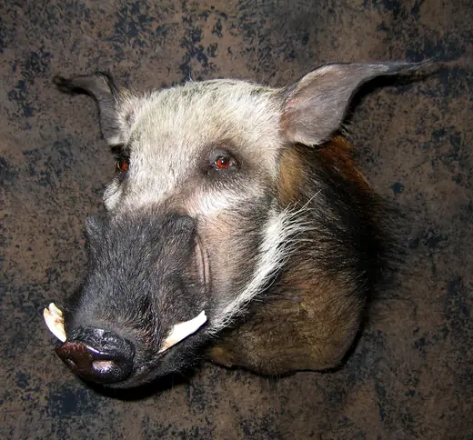 Africa Game Taxidermy — photograph from the Gunners Taxidermy gallery