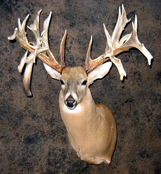 Whitetail Deer Taxidermy — photograph from the Gunners Taxidermy gallery
