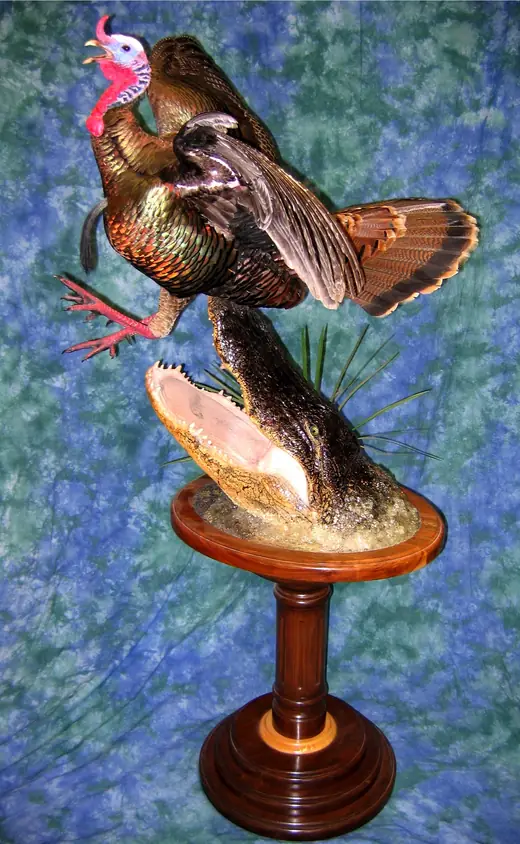 Turkey Taxidermy — photograph from the Gunners Taxidermy gallery