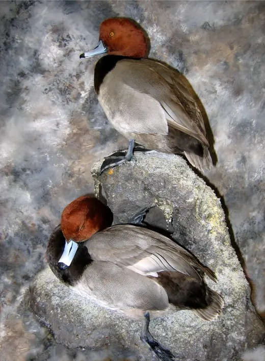 Waterfowl Taxidermy — photograph from the Gunners Taxidermy gallery
