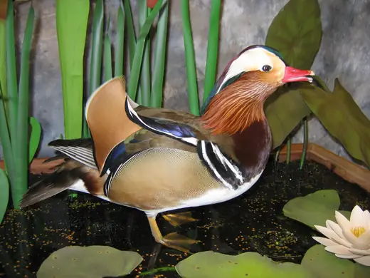 Waterfowl Taxidermy — photograph from the Gunners Taxidermy gallery
