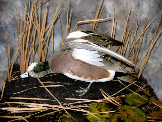 Waterfowl Taxidermy — photograph from the Gunners Taxidermy gallery