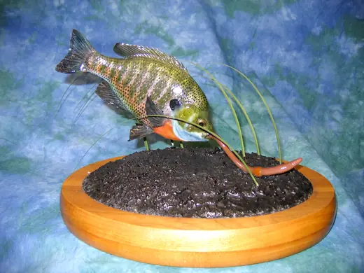 Fish Taxidermy — photograph from the Gunners Taxidermy gallery