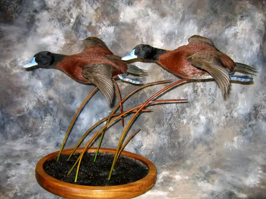 Waterfowl Taxidermy — photograph from the Gunners Taxidermy gallery