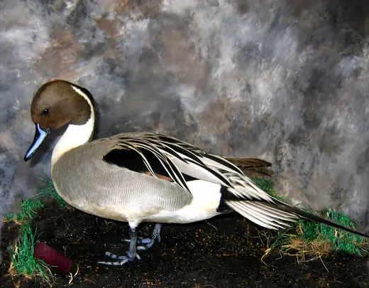 Waterfowl Taxidermy — photograph from the Gunners Taxidermy gallery
