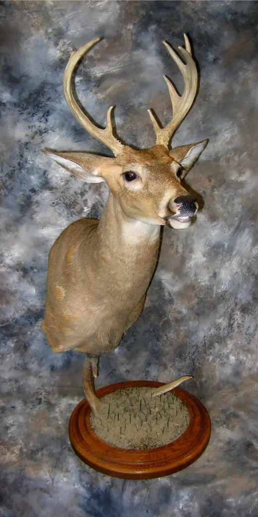 Whitetail Deer Taxidermy — photograph from the Gunners Taxidermy gallery