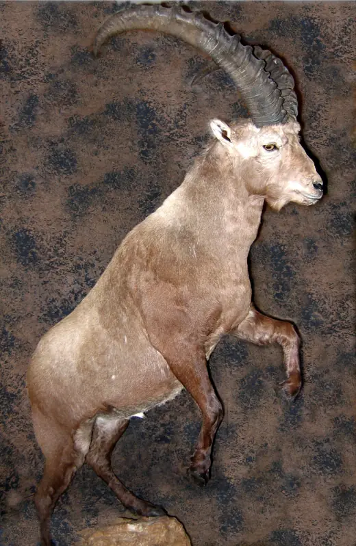 Big Game Taxidermy — photograph from the Gunners Taxidermy gallery