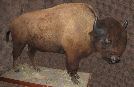 Big Game Taxidermy — photograph from the Gunners Taxidermy gallery