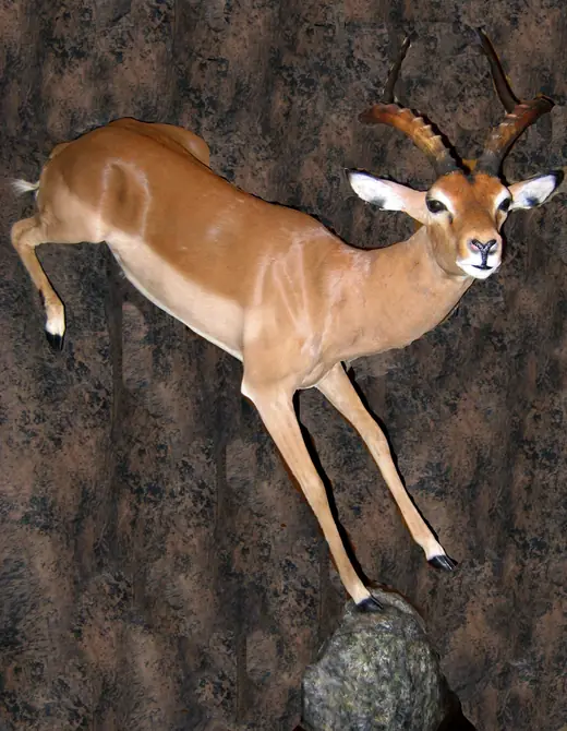 Africa Game Taxidermy — photograph from the Gunners Taxidermy gallery