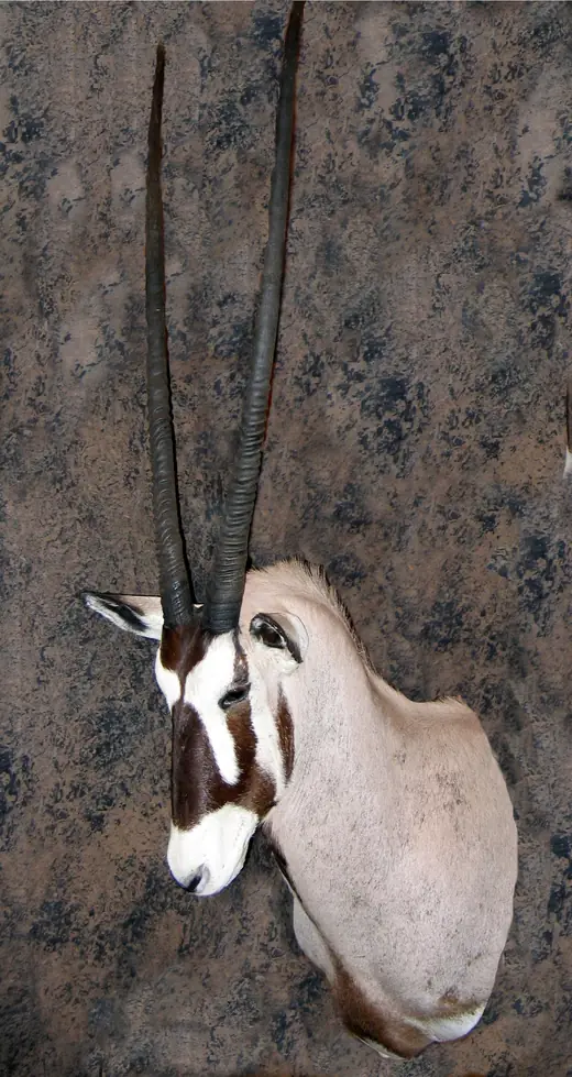 Africa Game Taxidermy — photograph from the Gunners Taxidermy gallery