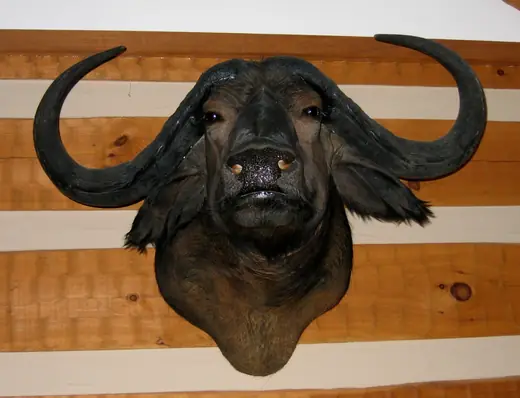 Africa Game Taxidermy — photograph from the Gunners Taxidermy gallery