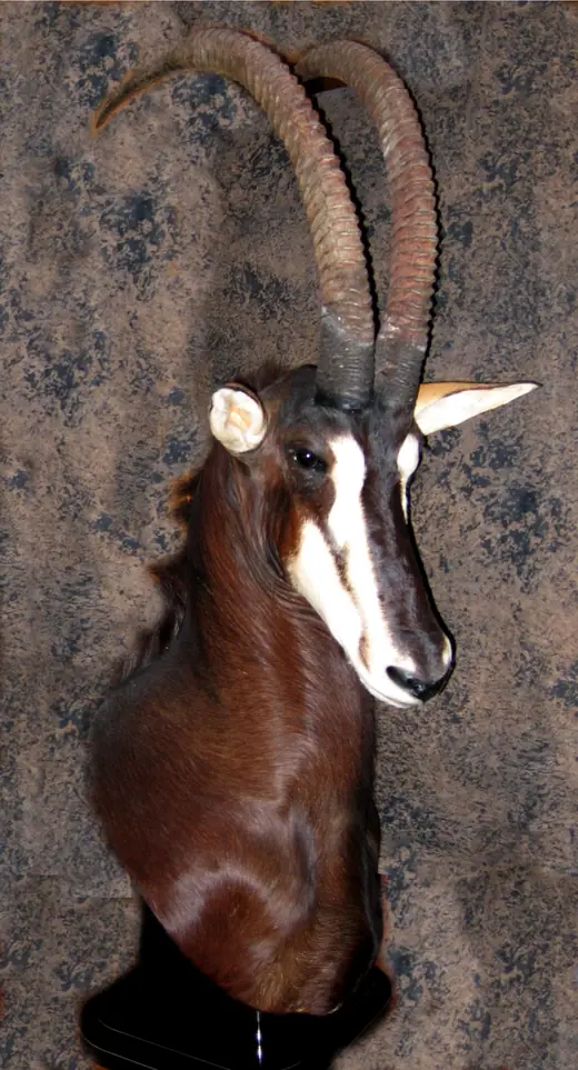 Africa Game Taxidermy — photograph from the Gunners Taxidermy gallery