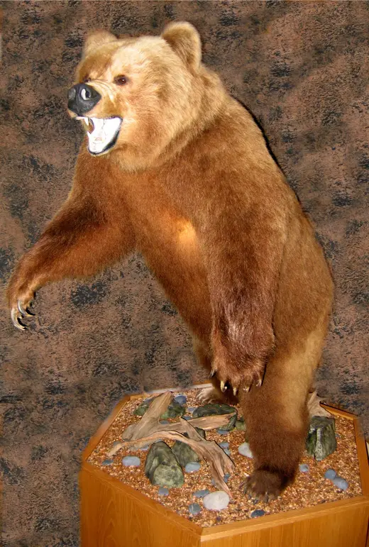 Big Game Taxidermy — photograph from the Gunners Taxidermy gallery