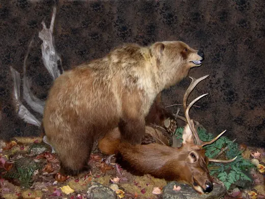 Big Game Taxidermy — photograph from the Gunners Taxidermy gallery