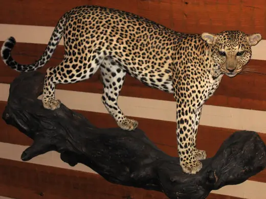 Africa Game Taxidermy — photograph from the Gunners Taxidermy gallery