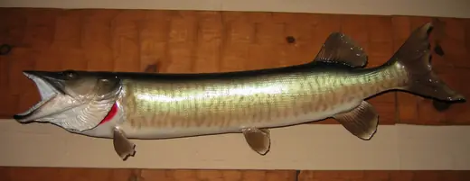 Fish Taxidermy — photograph from the Gunners Taxidermy gallery
