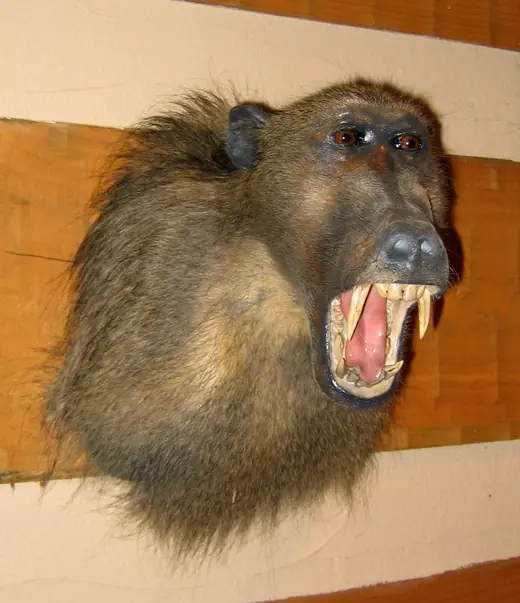 Africa Game Taxidermy — photograph from the Gunners Taxidermy gallery