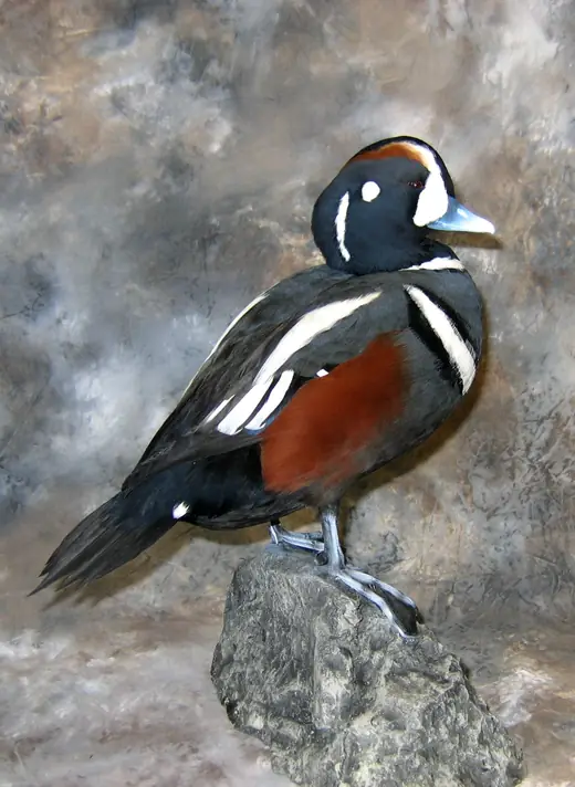 Waterfowl Taxidermy — photograph from the Gunners Taxidermy gallery
