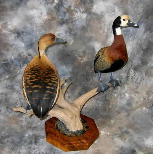 Waterfowl Taxidermy — photograph from the Gunners Taxidermy gallery
