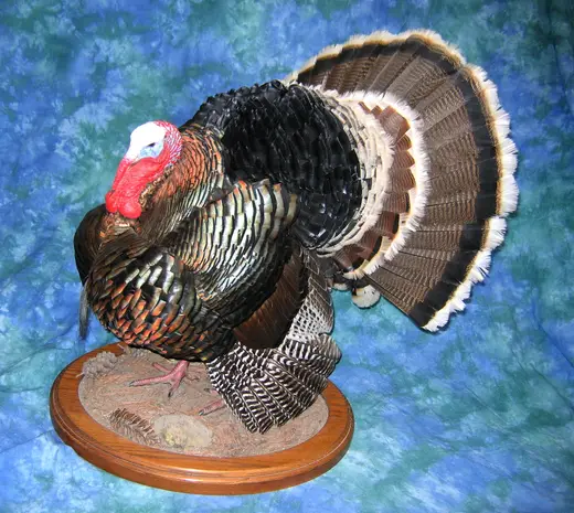 Turkey Taxidermy — photograph from the Gunners Taxidermy gallery