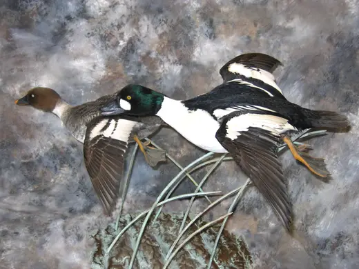 Waterfowl Taxidermy — photograph from the Gunners Taxidermy gallery