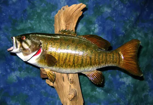 Fish Taxidermy — photograph from the Gunners Taxidermy gallery