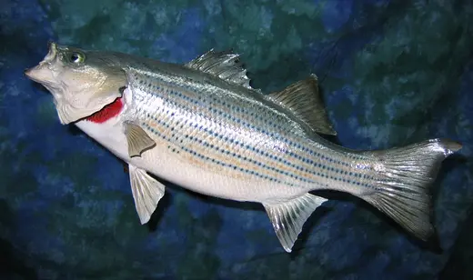 Fish Taxidermy — photograph from the Gunners Taxidermy gallery