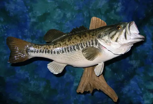 Fish Taxidermy — photograph from the Gunners Taxidermy gallery
