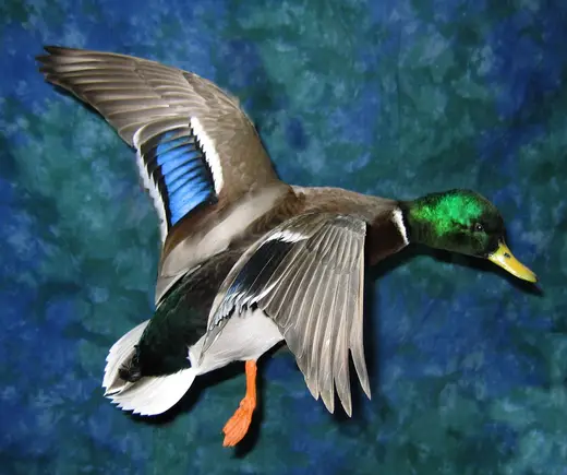 Waterfowl Taxidermy — photograph from the Gunners Taxidermy gallery