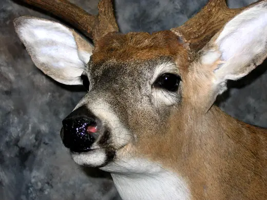 Whitetail Deer Taxidermy — photograph from the Gunners Taxidermy gallery