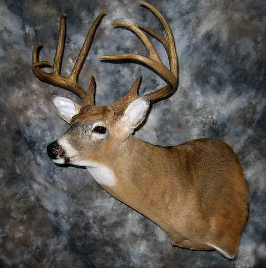 Whitetail Deer Taxidermy — photograph from the Gunners Taxidermy gallery