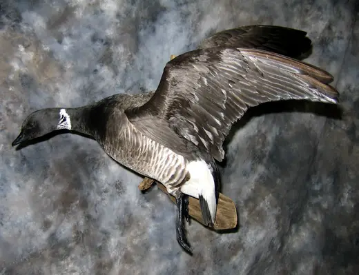 Waterfowl Taxidermy — photograph from the Gunners Taxidermy gallery