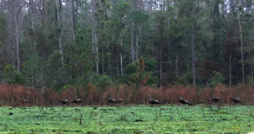 Osceola Turkey Hunts — photograph from the Gunners Taxidermy gallery