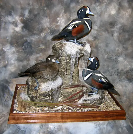 Waterfowl Taxidermy — photograph from the Gunners Taxidermy gallery