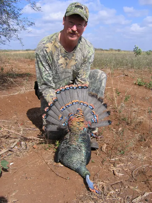 Ocellated Turkey Hunts — photograph from the Gunners Taxidermy gallery