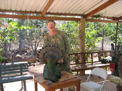 Ocellated Turkey Hunts — photograph from the Gunners Taxidermy gallery