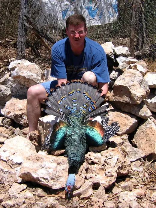 Ocellated Turkey Hunts — photograph from the Gunners Taxidermy gallery