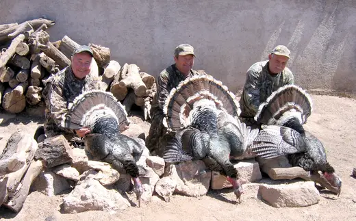 Gould's Turkey Hunts — photograph from the Gunners Taxidermy gallery