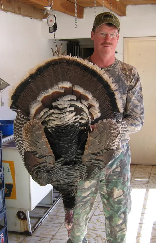 Gould's Turkey Hunts — photograph from the Gunners Taxidermy gallery