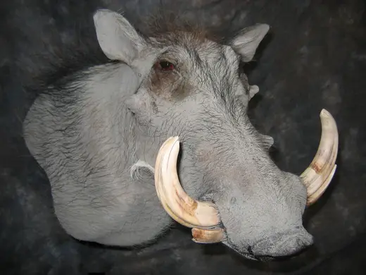 Africa Game Taxidermy — photograph from the Gunners Taxidermy gallery