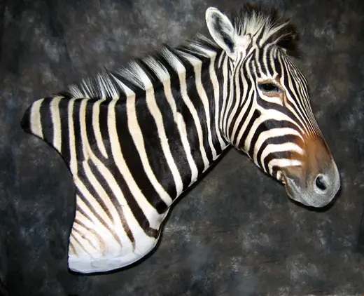 Africa Game Taxidermy — photograph from the Gunners Taxidermy gallery