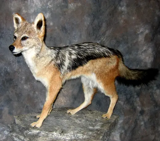 Africa Game Taxidermy — photograph from the Gunners Taxidermy gallery