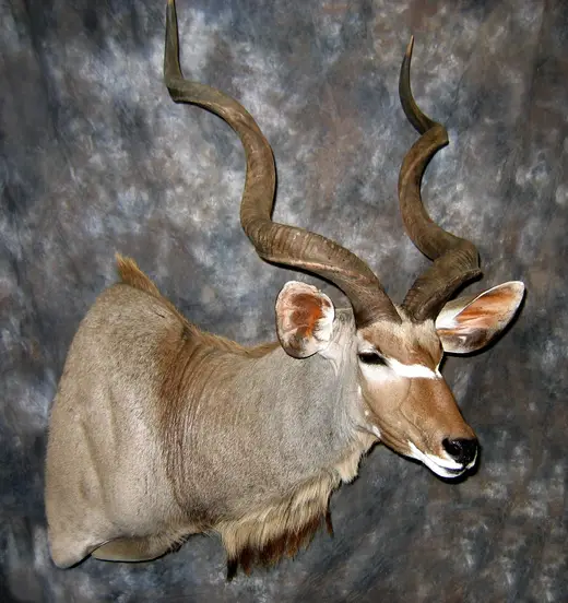 Africa Game Taxidermy — photograph from the Gunners Taxidermy gallery