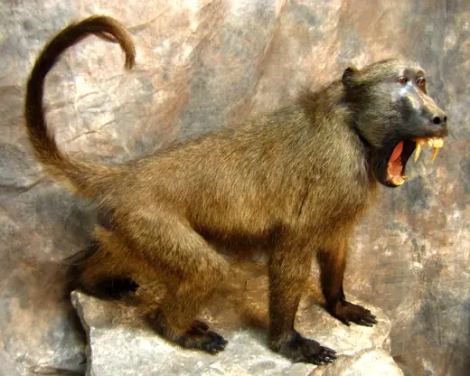 Africa Game Taxidermy — photograph from the Gunners Taxidermy gallery